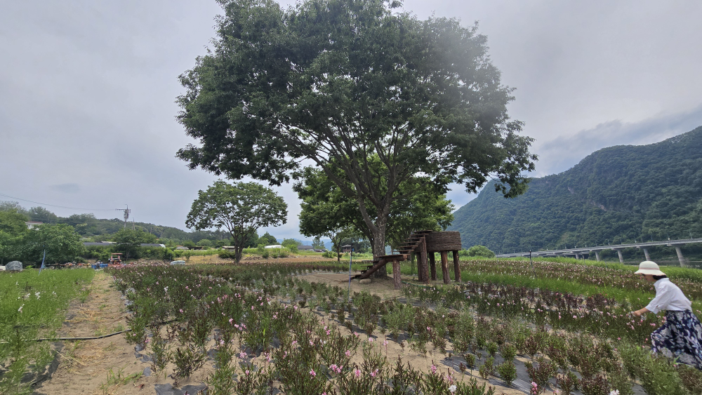 도담정원 이미지