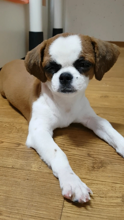 몽포유