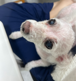 아띠몽
