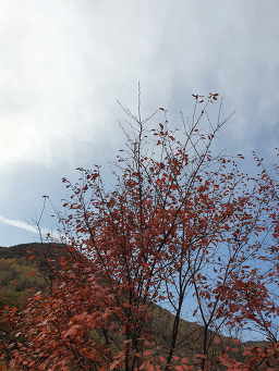 소백산오토캠핑장 이미지