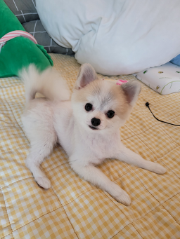 코코블링