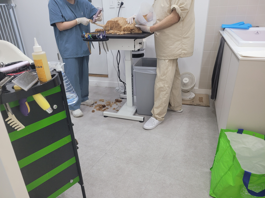 야옹아놀자