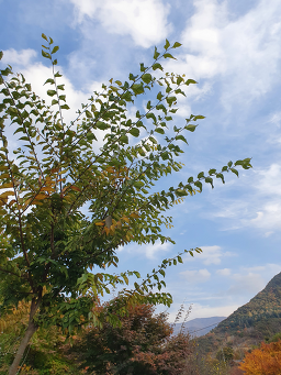소백산오토캠핑장 이미지