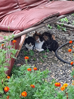 리버티펜션 이미지