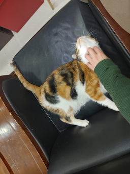 경기동물메디컬센터