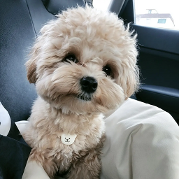 토브 펫 살롱