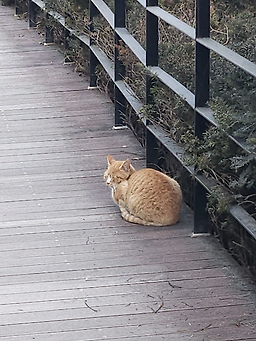 도담삼봉관광지 이미지