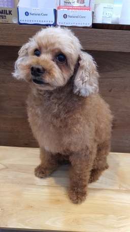 뽀독뽀독