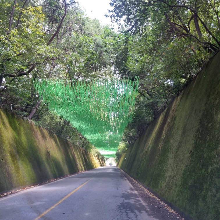 이끼터널 이미지