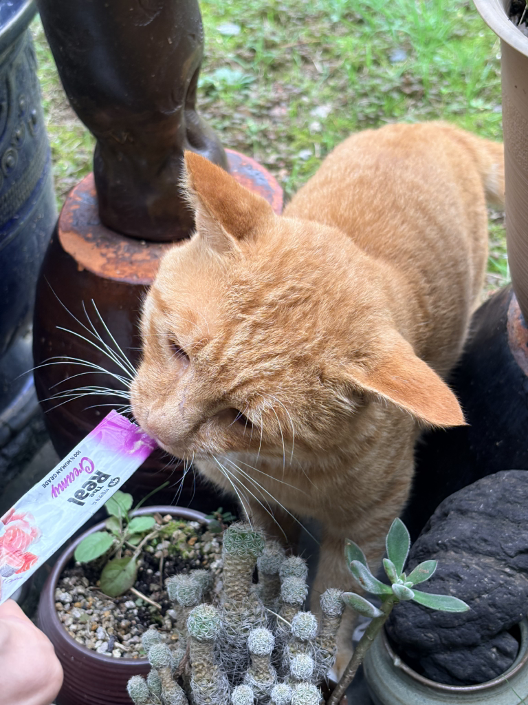 소나무정원화덕피자 이미지