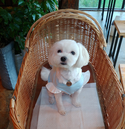 강아지 미용실