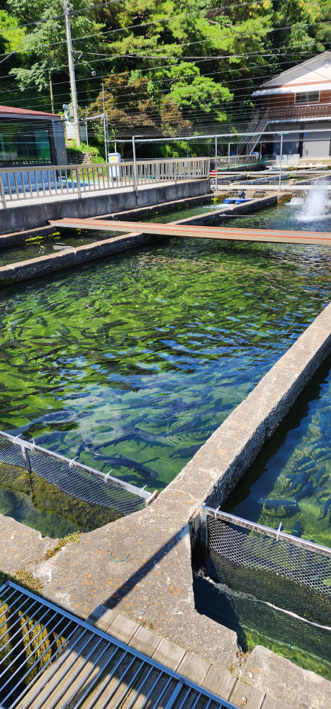 옥동양어장횟집