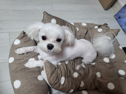 야옹아멍멍해봐(주월점)