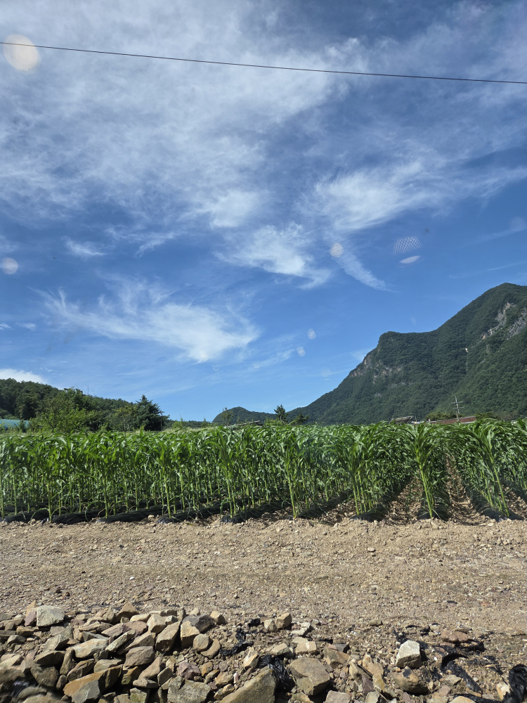 리버빈스 이미지