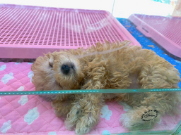 애견프라자