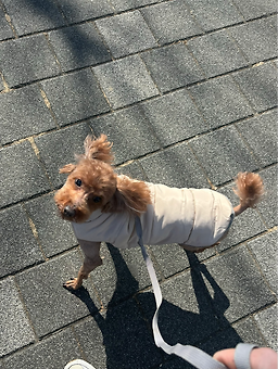 안녕강아지와고양이