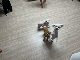 콩이네