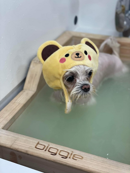 몽몽하개