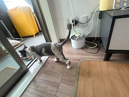 오 마이 캣