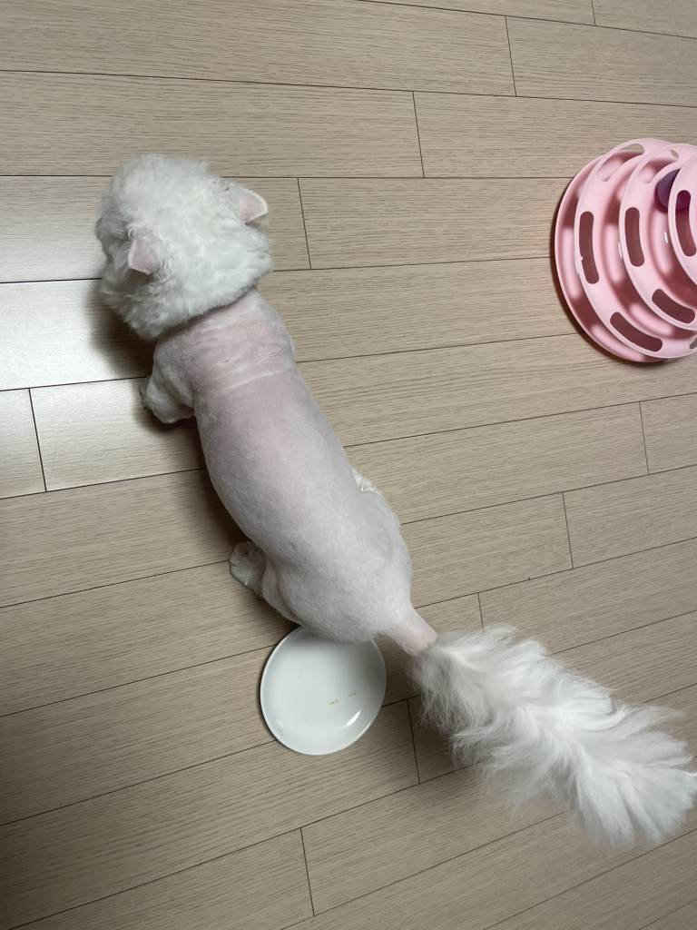 캣독방