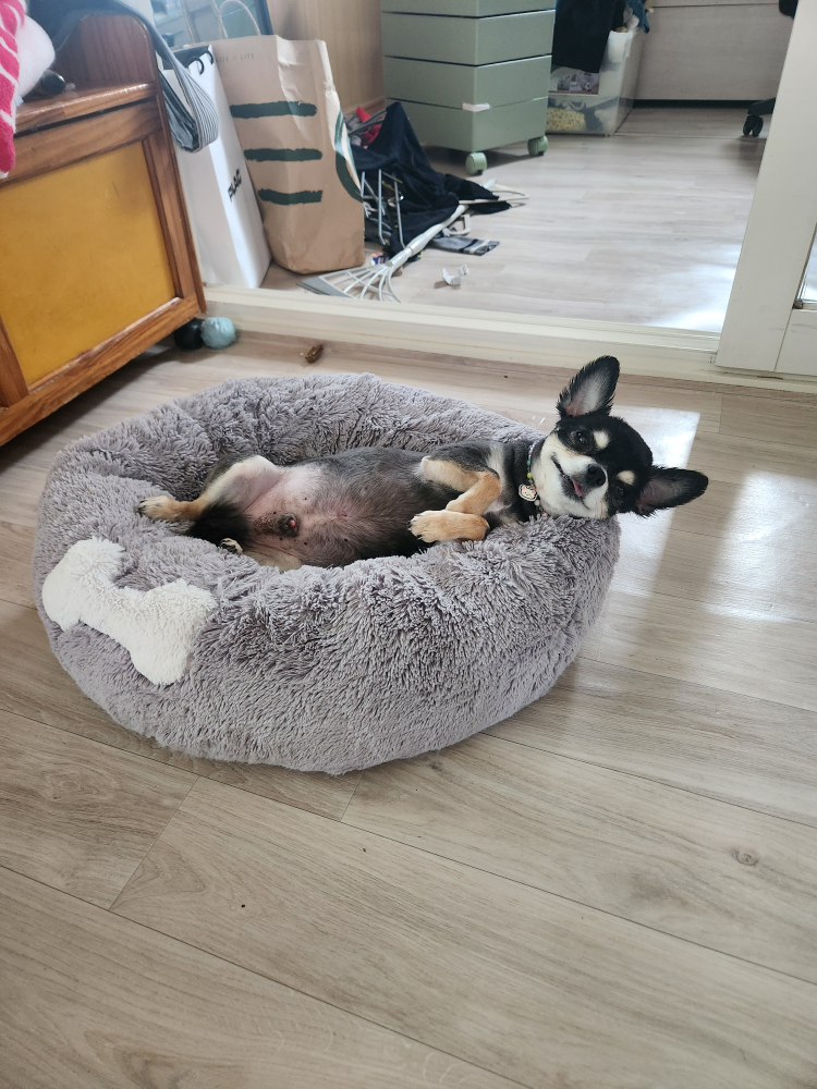 호야펫살롱
