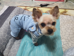 개 편한 애견샵
