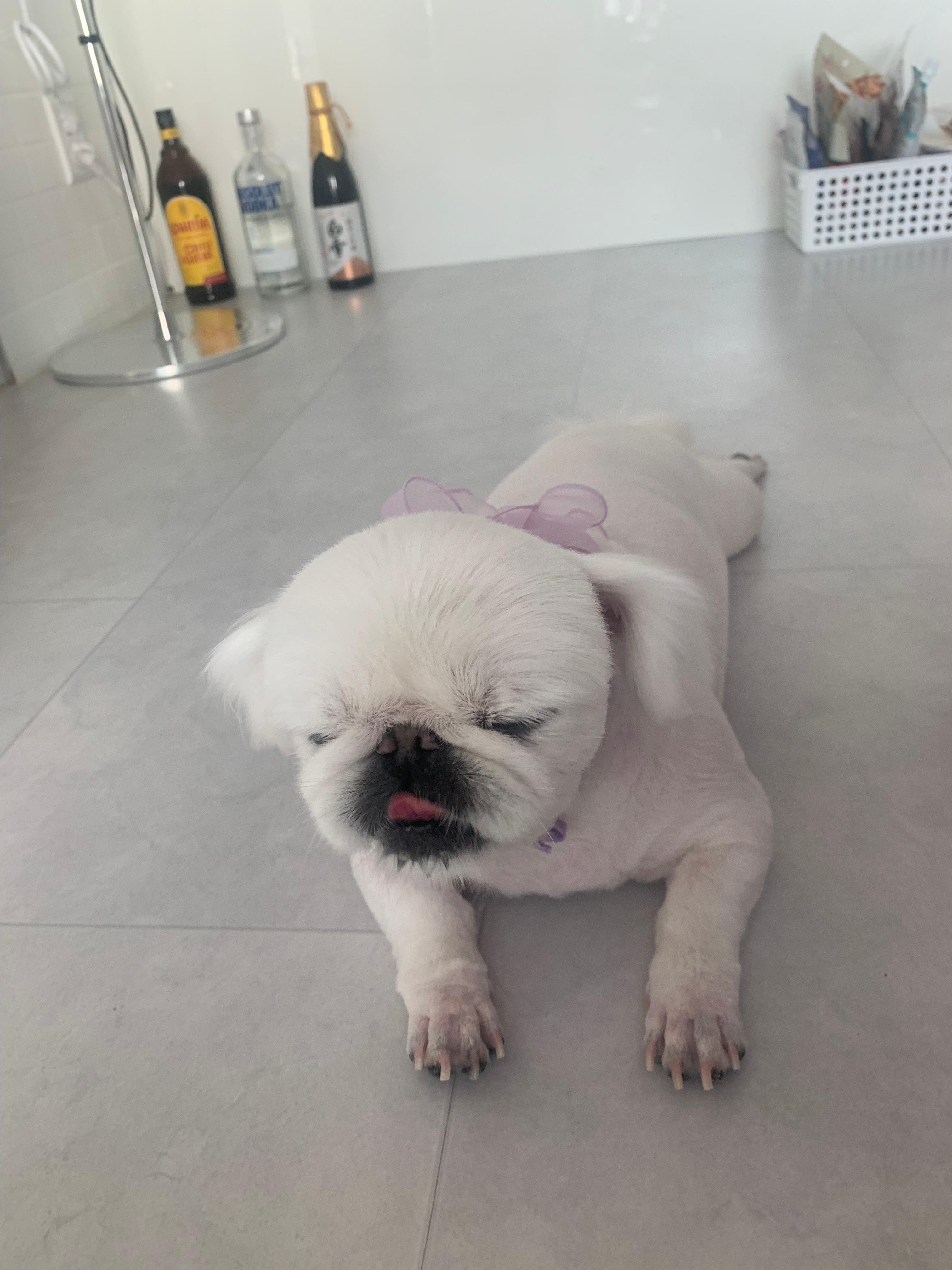 유미 펫