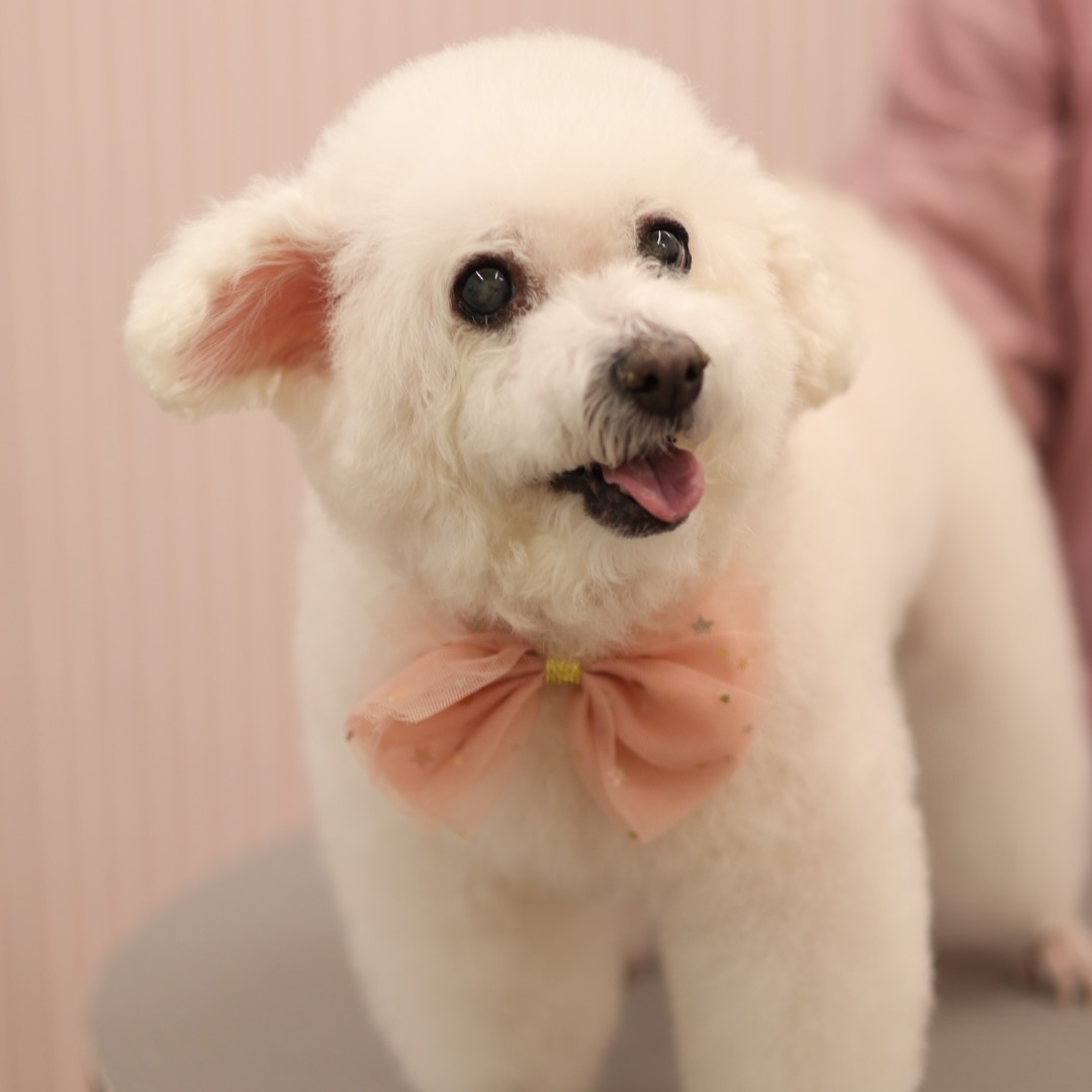 그루밍베베