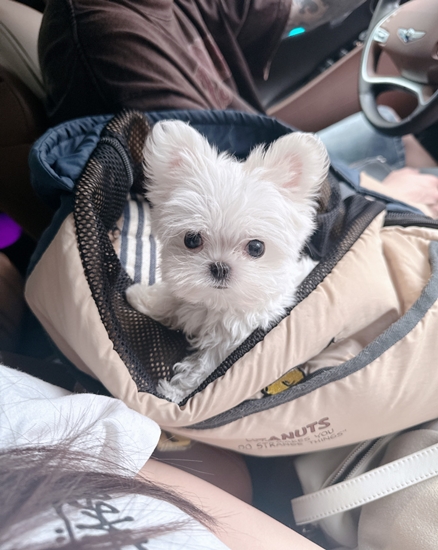 멍벤져스 인천점