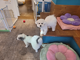 오늘도,예쁘개