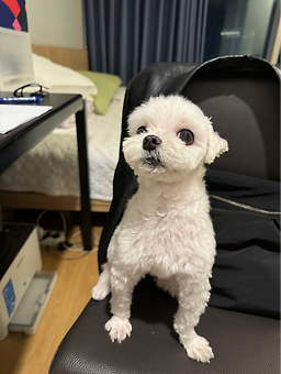 댕댕살롱