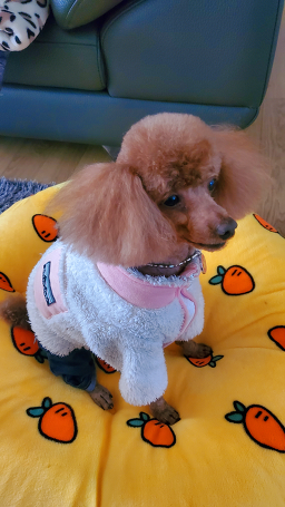 몽꾸르펫