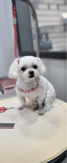 예스펫살롱