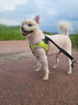 강아지톡
