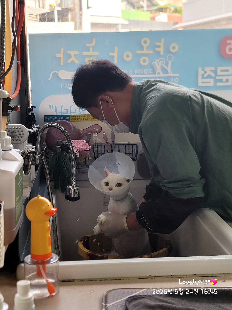 야옹아놀자