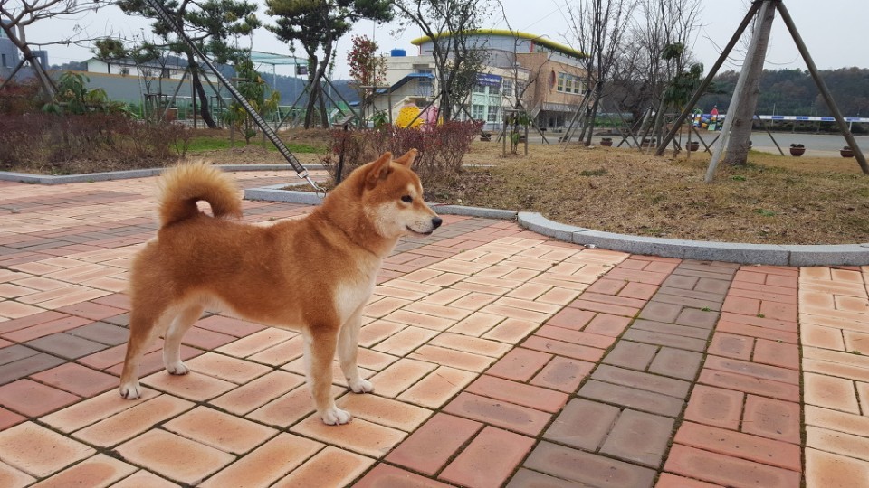 여수애견하우스