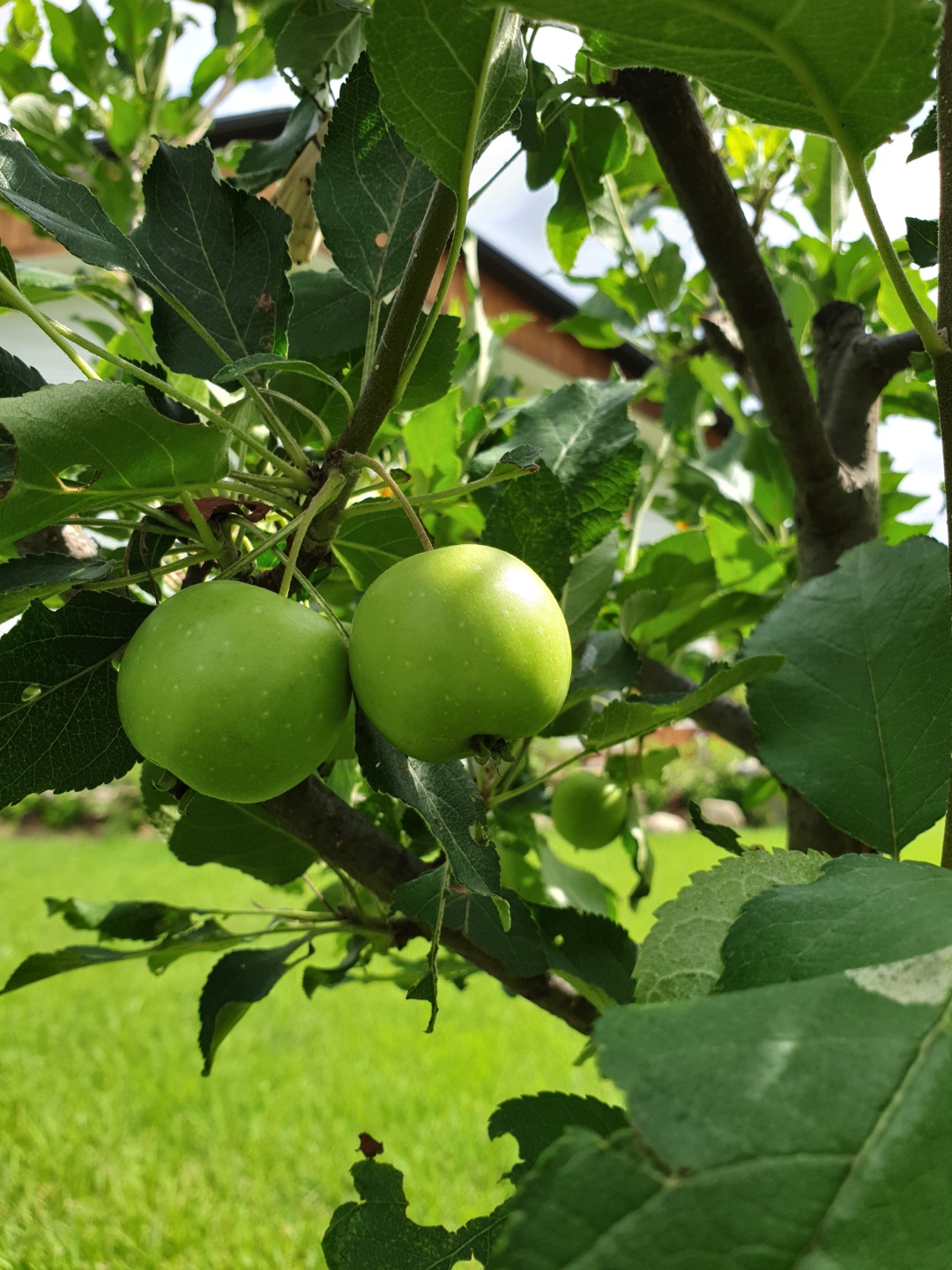 꽃뜨락단양펜션 이미지