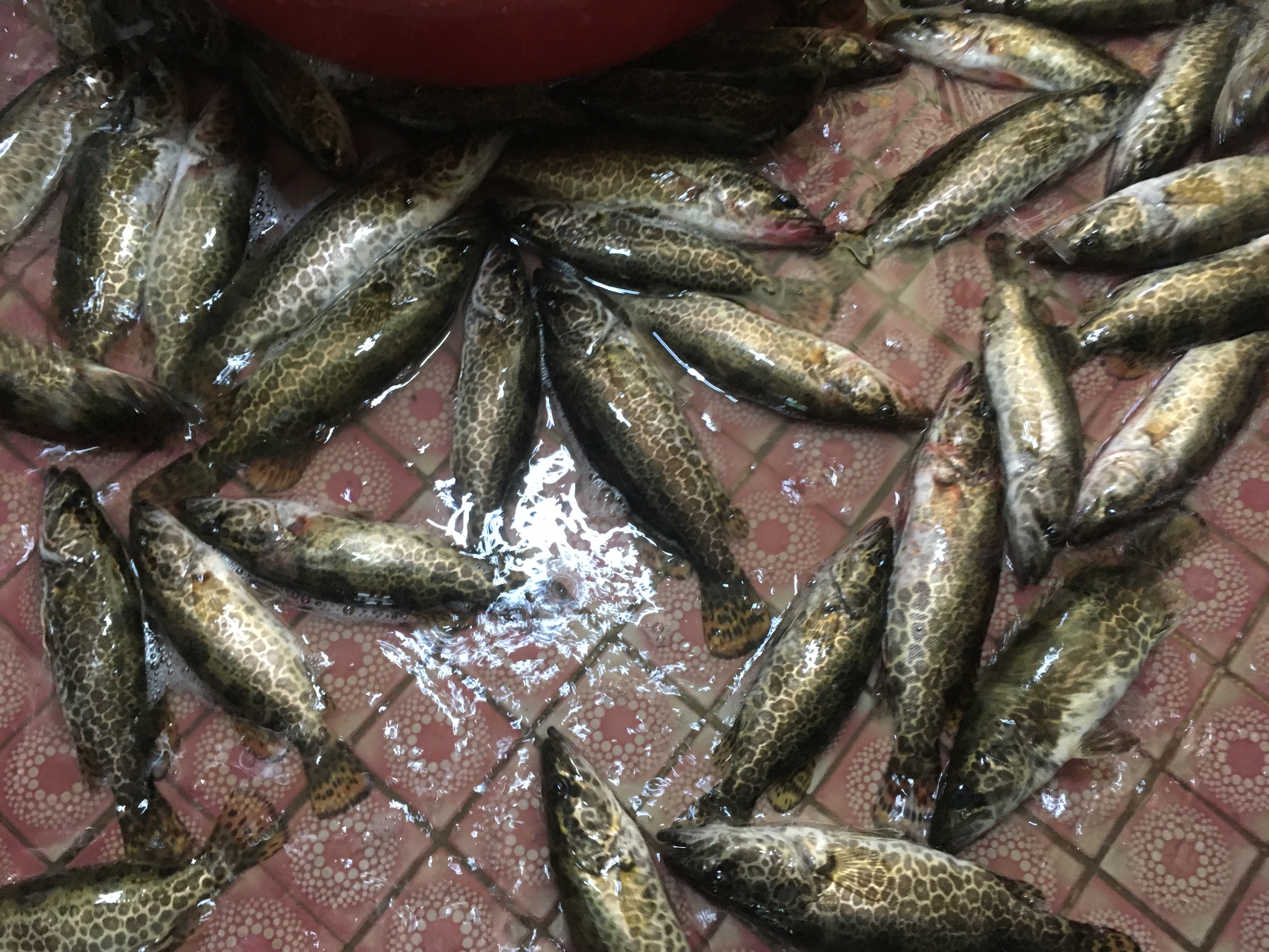 포장마차 이미지