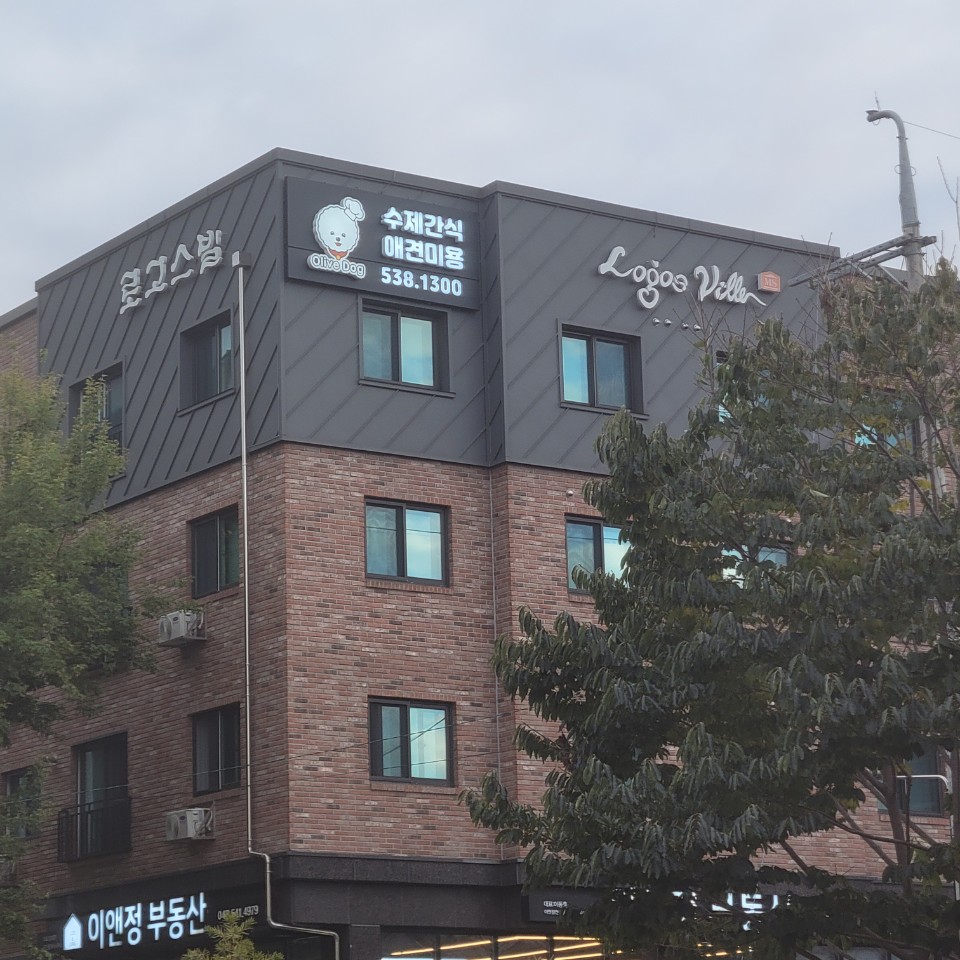 올리브독