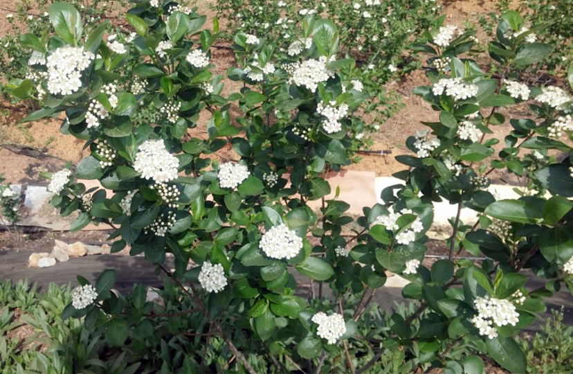 아로니아화진농장