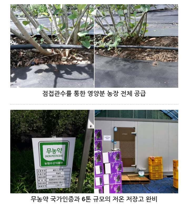 삼봉아로니아농원