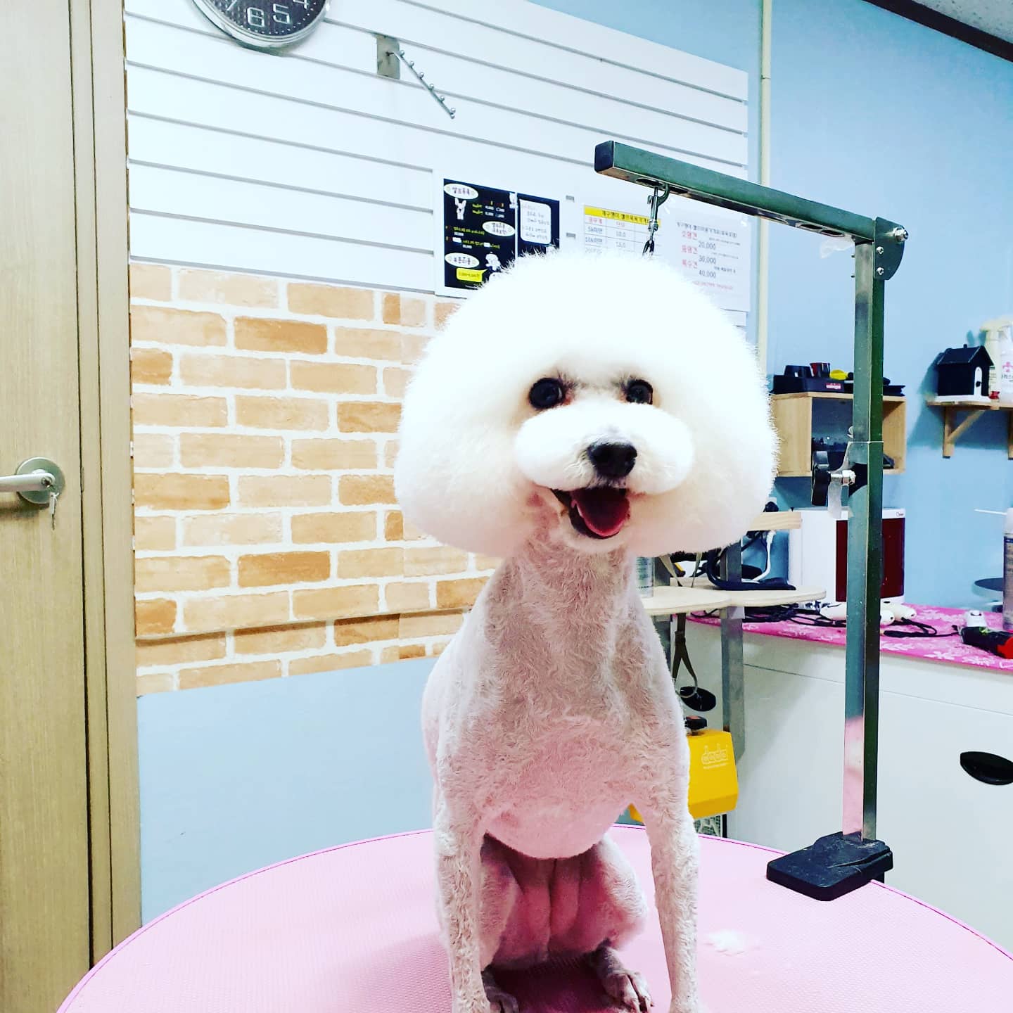 개구쟁이 애견
