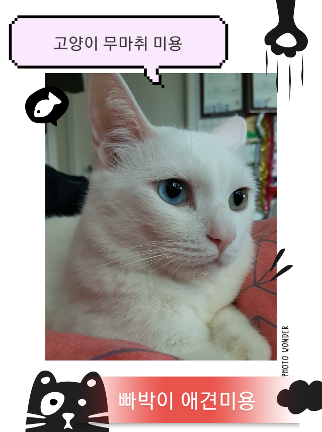 빠박이 애견미용