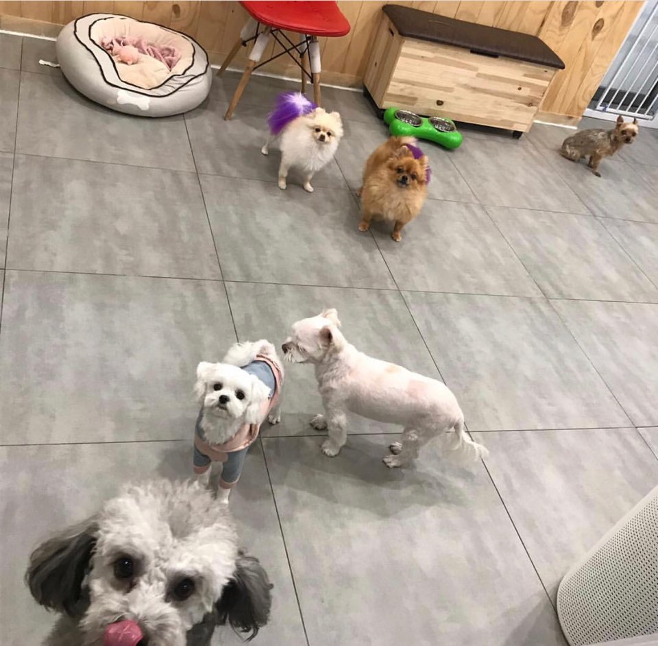 펫 뷰티살롱