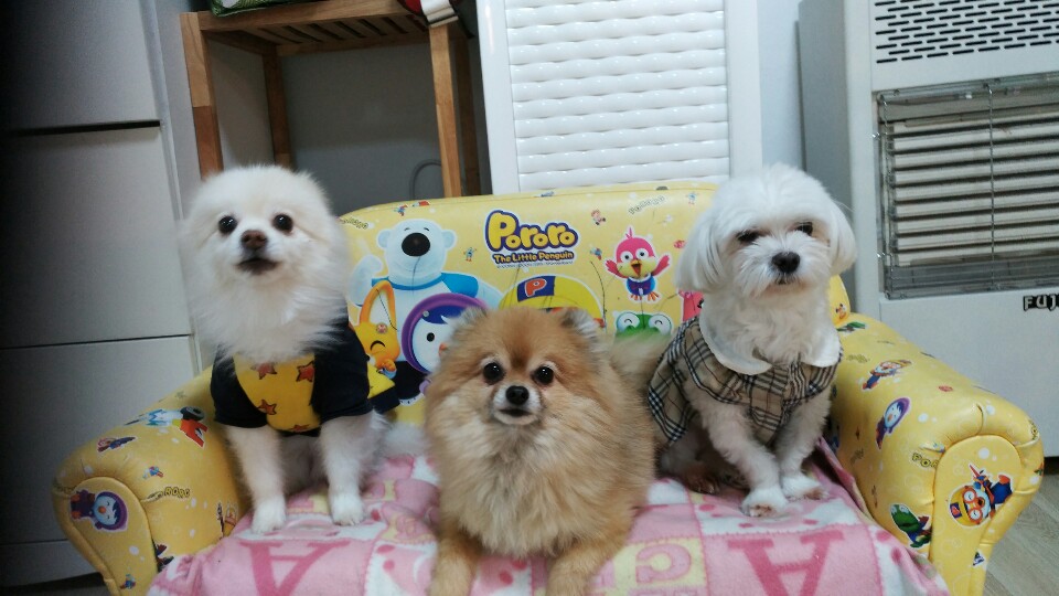 로이네 애견호텔