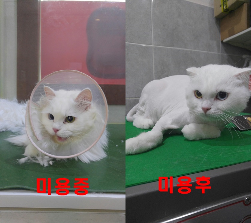 복대애견