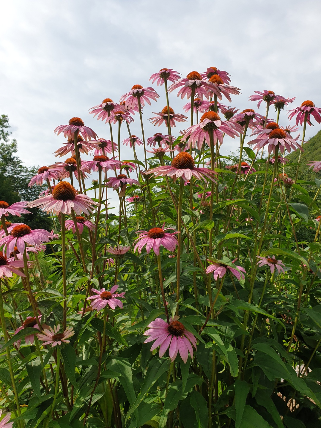 꽃뜨락단양펜션 이미지