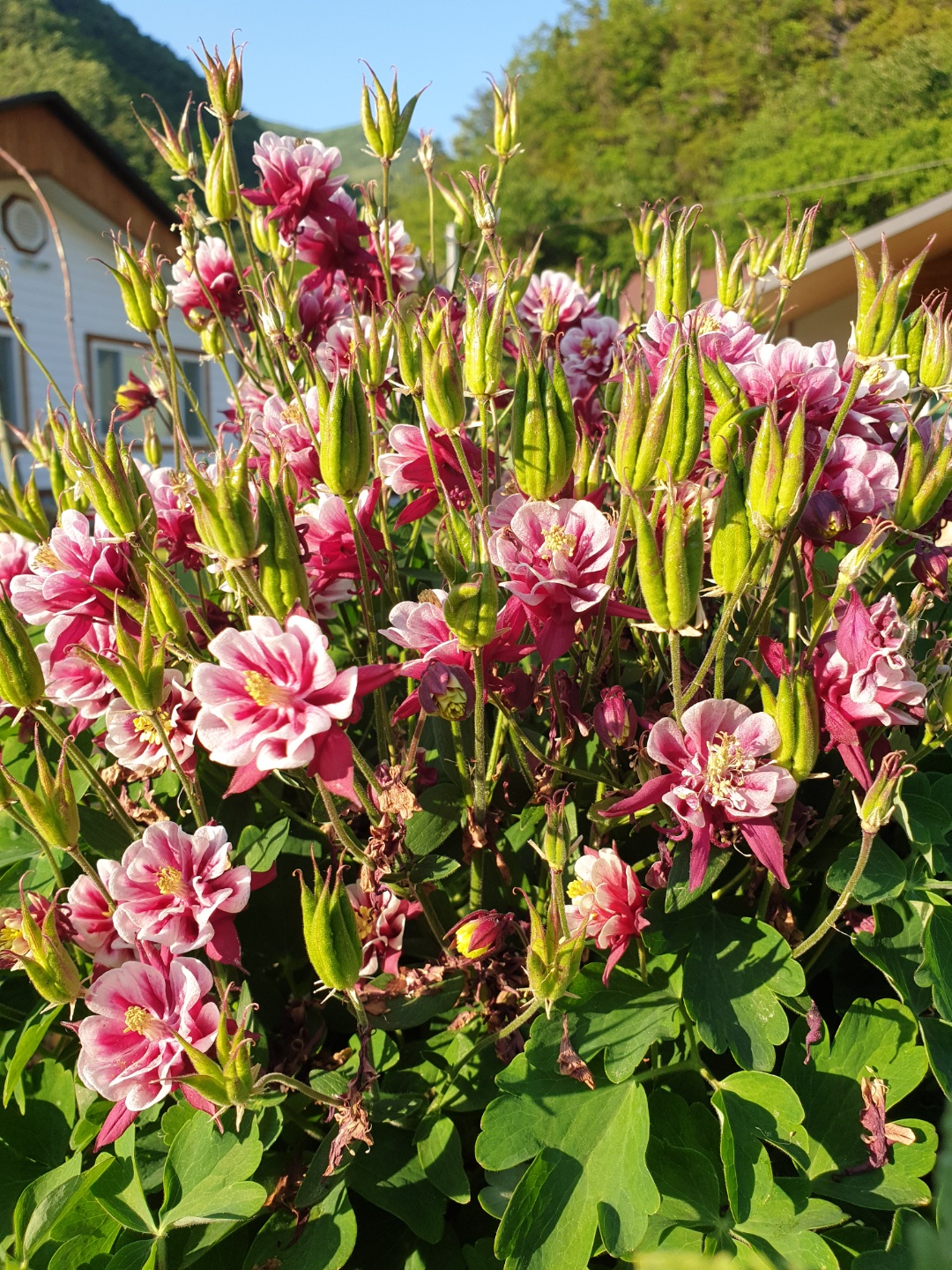 꽃뜨락단양펜션 이미지