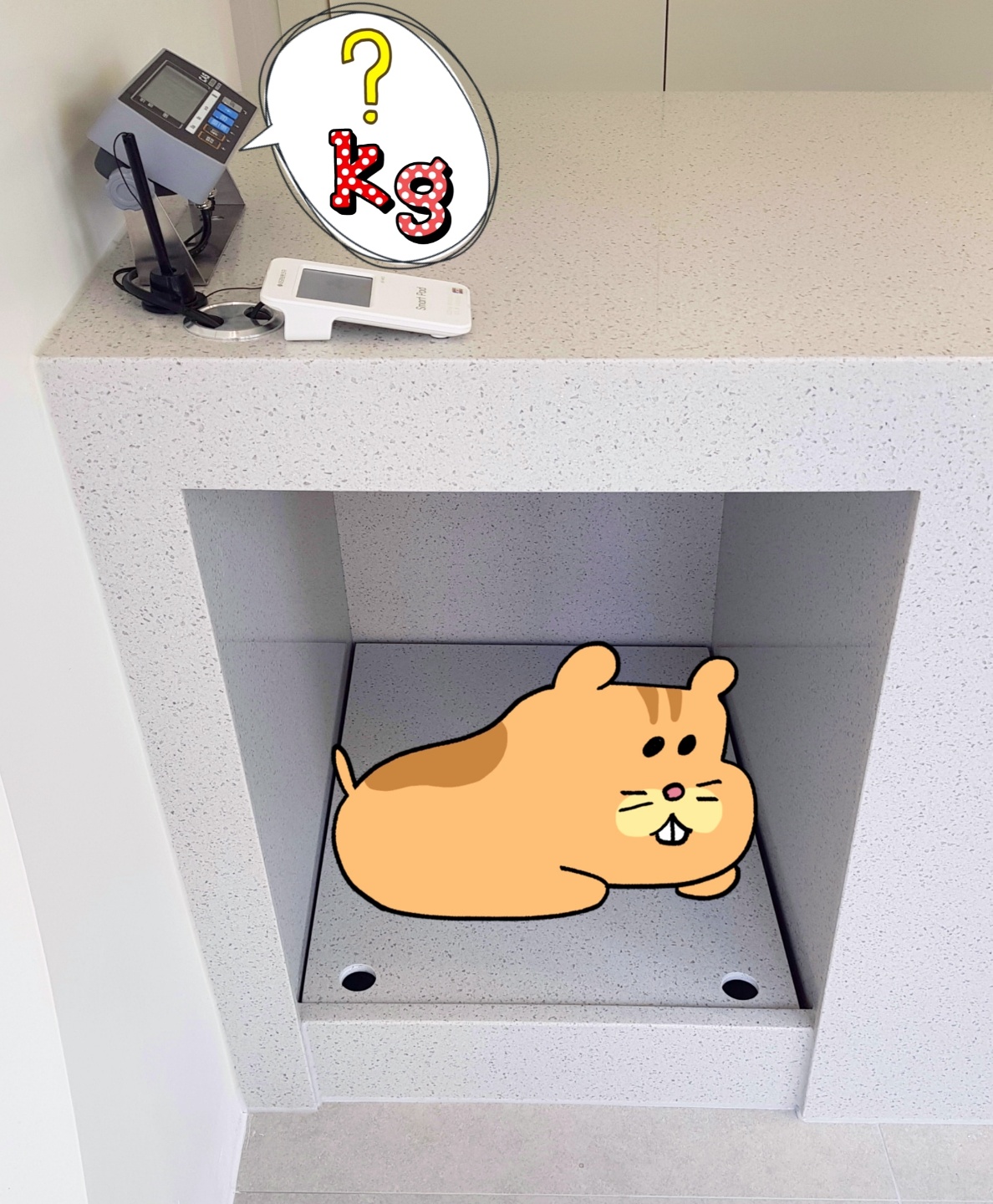 도그송