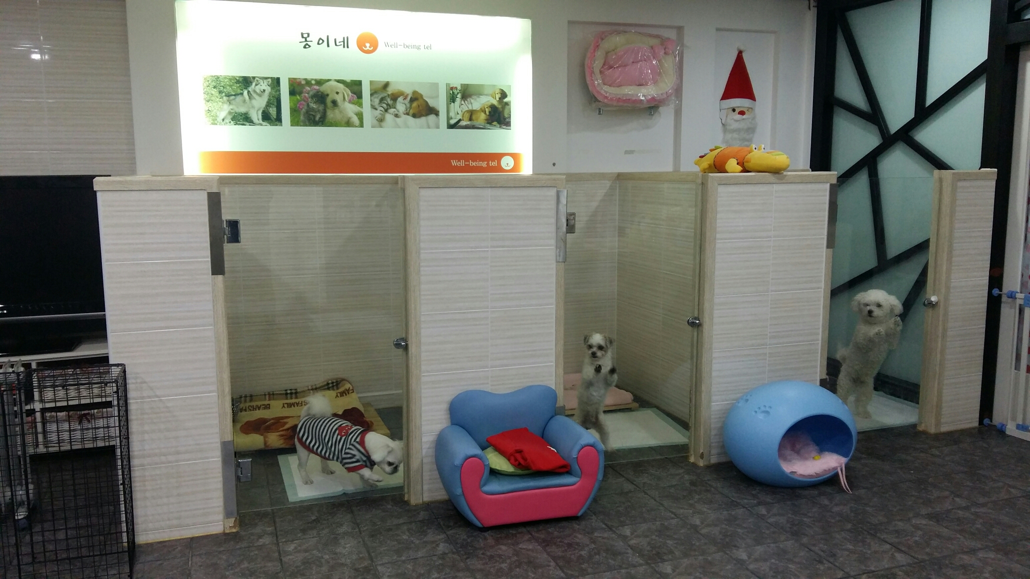 몽글펫
